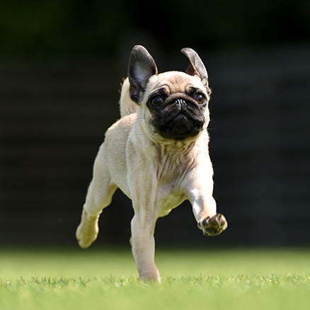 芝生を走る犬