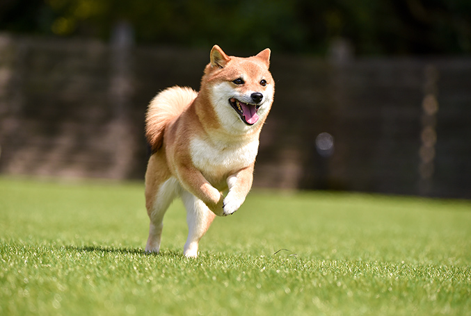 芝生を走る犬