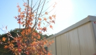 愛知県豊田市の新築エクステリア：落葉樹のイロハモミジ