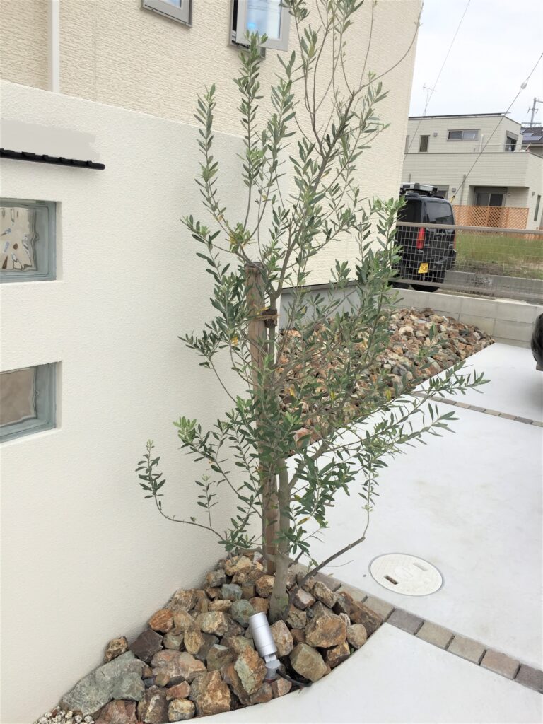 西尾市のナチュラルモダン外構の門柱横に植樹されたオリーブのシンボルツリー
