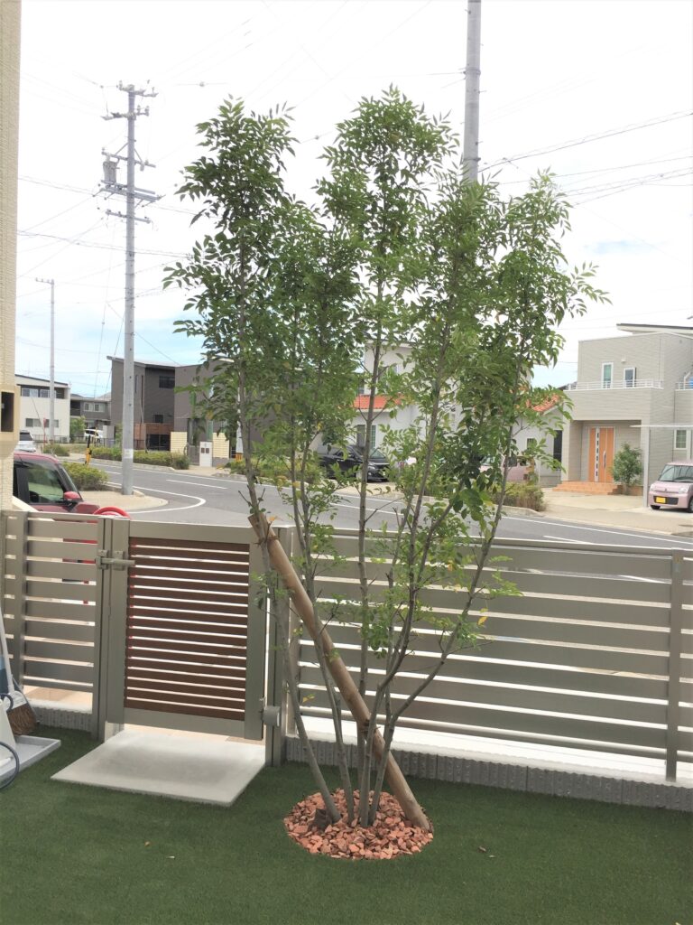 西尾市のお庭スペースに映えるみずみずしいシマトネリコの植栽