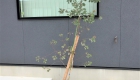 愛知県岡崎市の新築エクステリア：丸い葉が特徴のユーカリポポラス