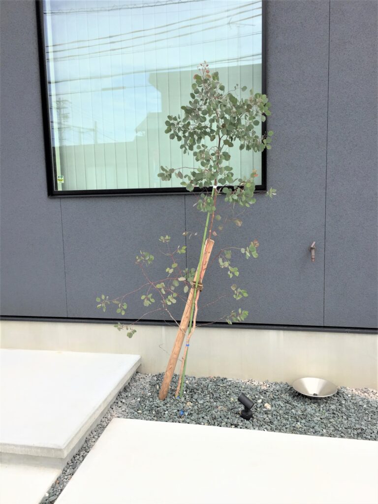 丸い葉っぱがかわいらしいユーカリポポラス